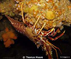 Crayfish taken off of Inis Mor of the Aran Islands in Gal... by Thomas Moore 